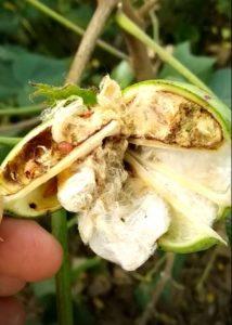 ਗੁਲਾਬੀ ਸੁੰਡੀ ਪ੍ਰਭਾਵਿਤ ਨਰਮੇ ਦੀ ਫਸਲ, affected cotton crop