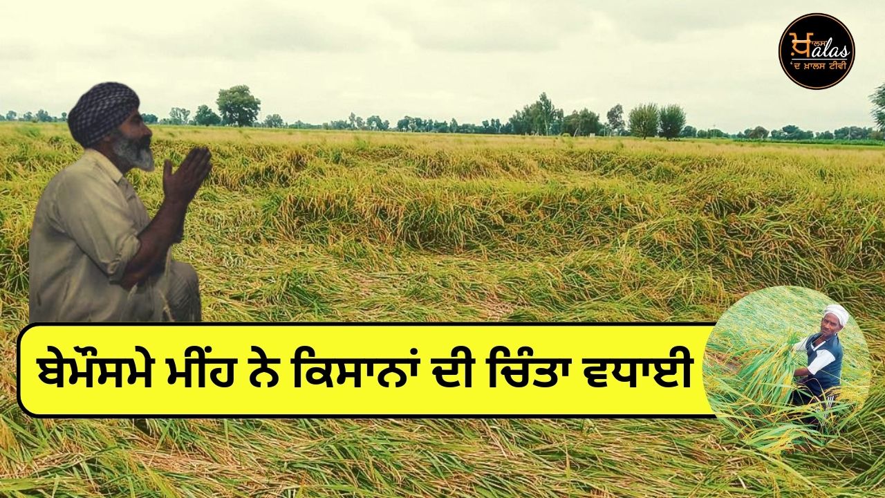 Heavy rain in Punjab has caused problems for farmers