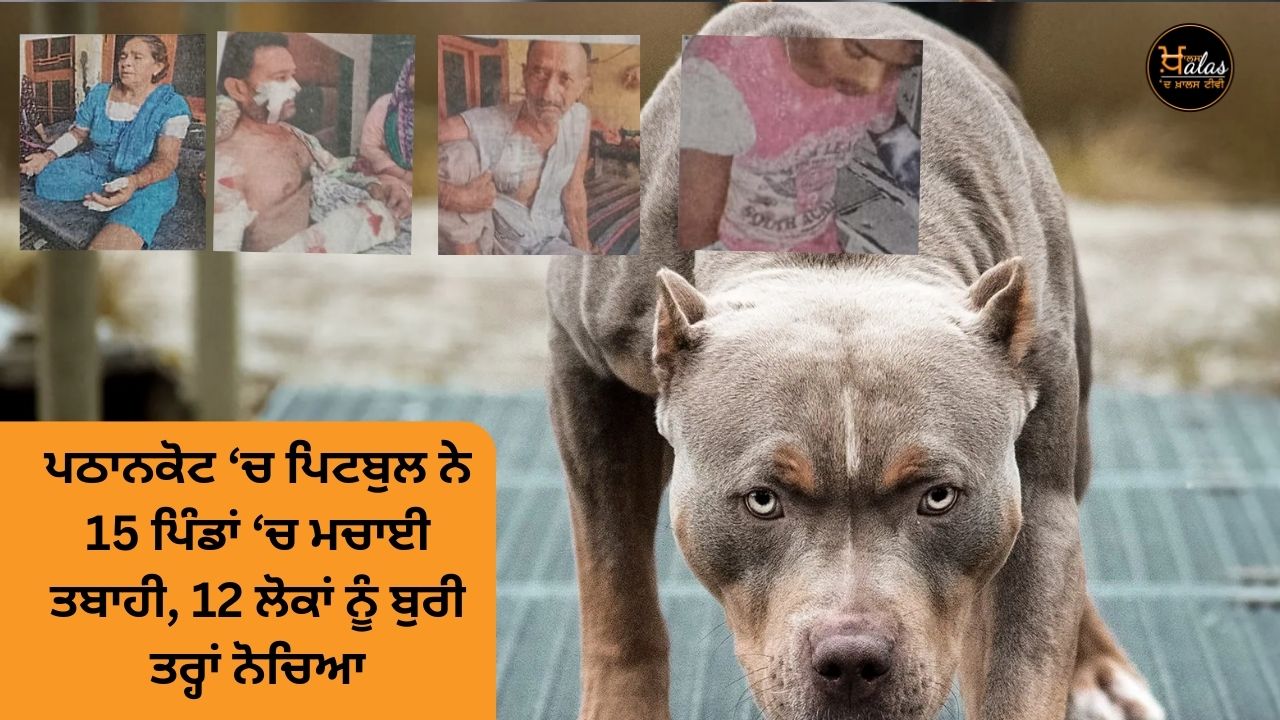 12 people from 15 villages were bitten by pitbull dog in Pathankot