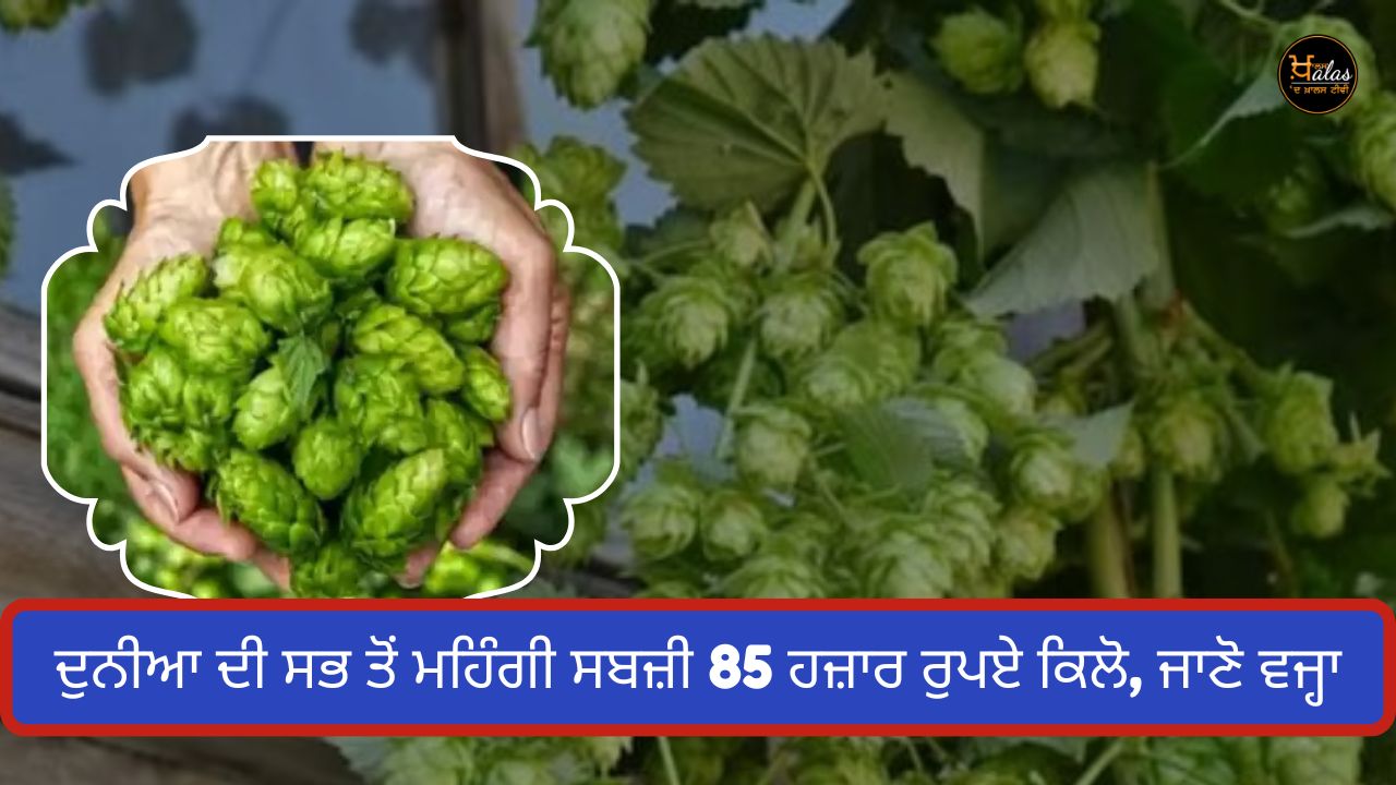 world most expensive vegetable, hopshoots, vegetable