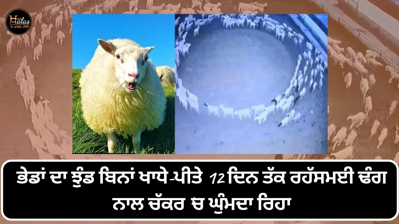 sheep mysteriously walk in circle for 12 consecutive days in China