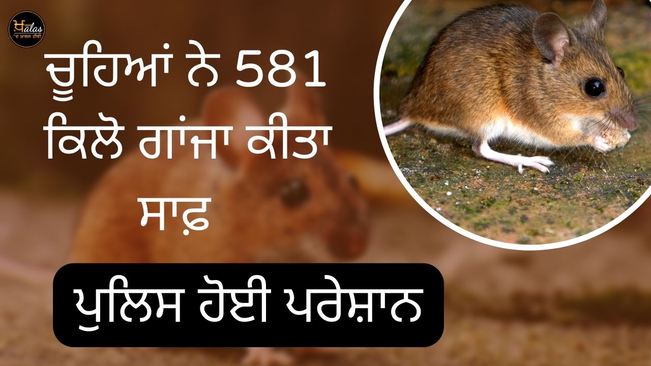 Rats ate 581 kg of ganja in Mathura, police said in the court - we are helpless...
