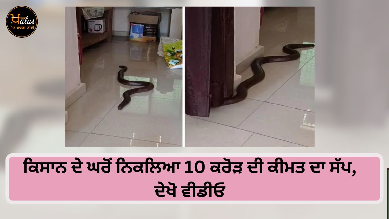 Two-faced snake rescued from household in Madhya Pradesh