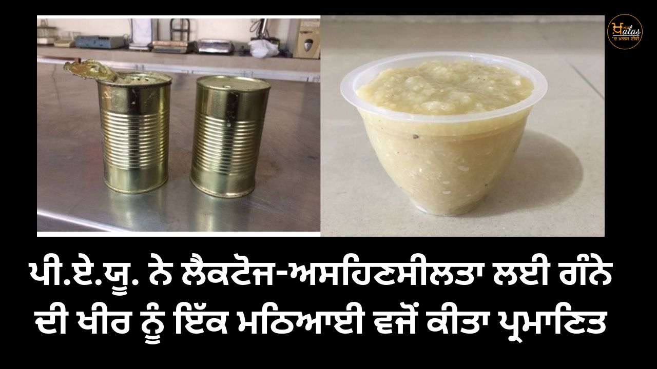 PAU Certified sugarcane kheer as a sweetener for lactose-intolerance