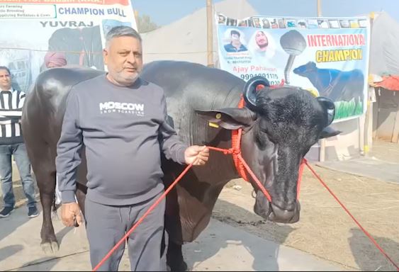 jhota Survir cost 5 crores in Kurukshetra Cattle Fair