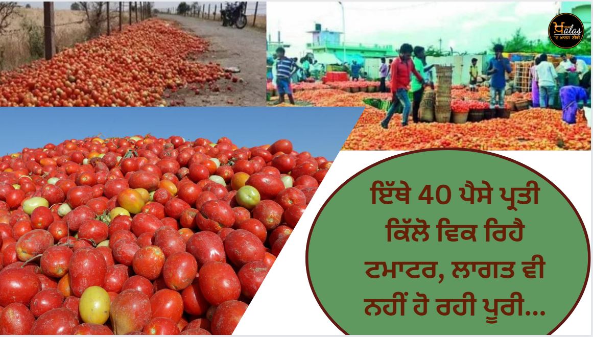 Tomato Price Reaches 40 paise Per KG in Madanapalle Market Madhya Pradesh