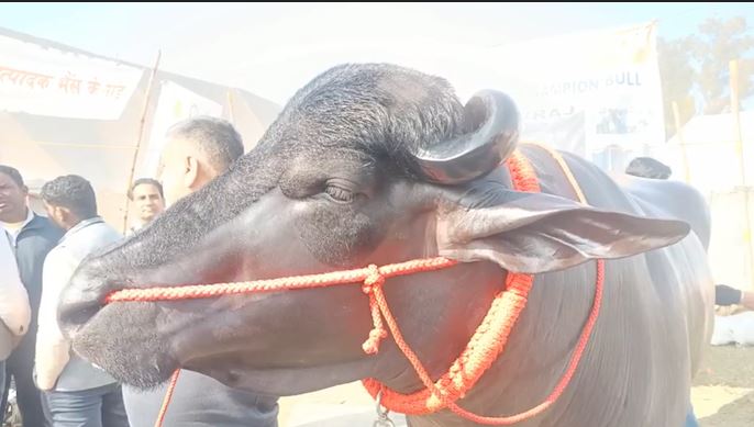 jhota Survir cost 5 crores in Kurukshetra Cattle Fair