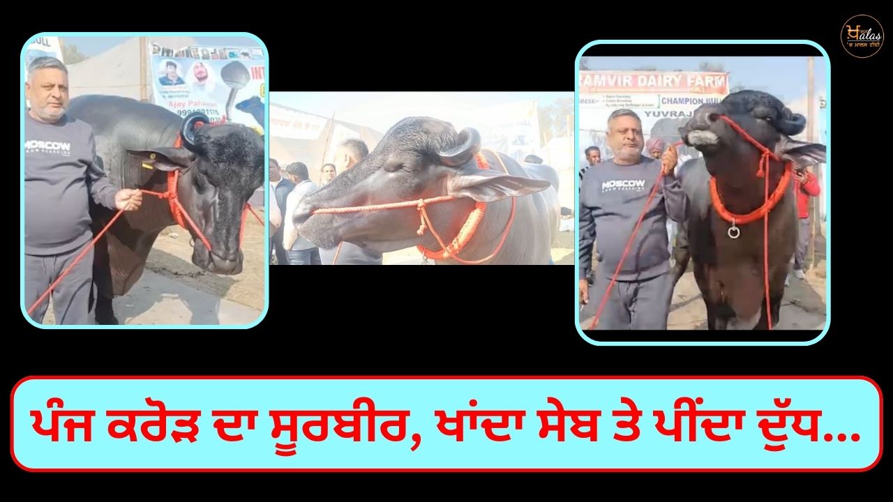 jhota Survir cost 5 crores in Kurukshetra Cattle Fair