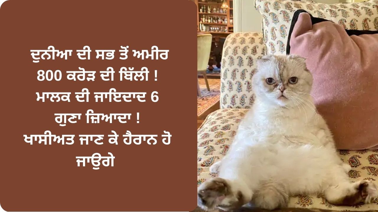 World richest cat worth rupees 800 crore