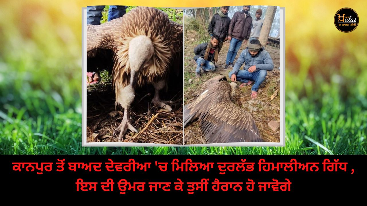 Rare Himalayan vulture found in Deoria after Kanpur you will be surprised to know its age