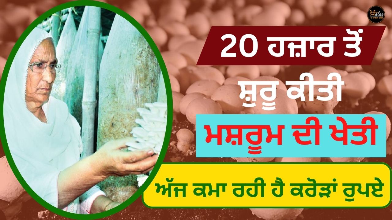 Mushroom cultivation started from 20 thousand today it is earning crores of rupees