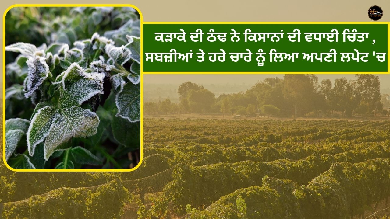 Severe cold has raised the concern of farmers.Take vegetables and green fodder in your wrap