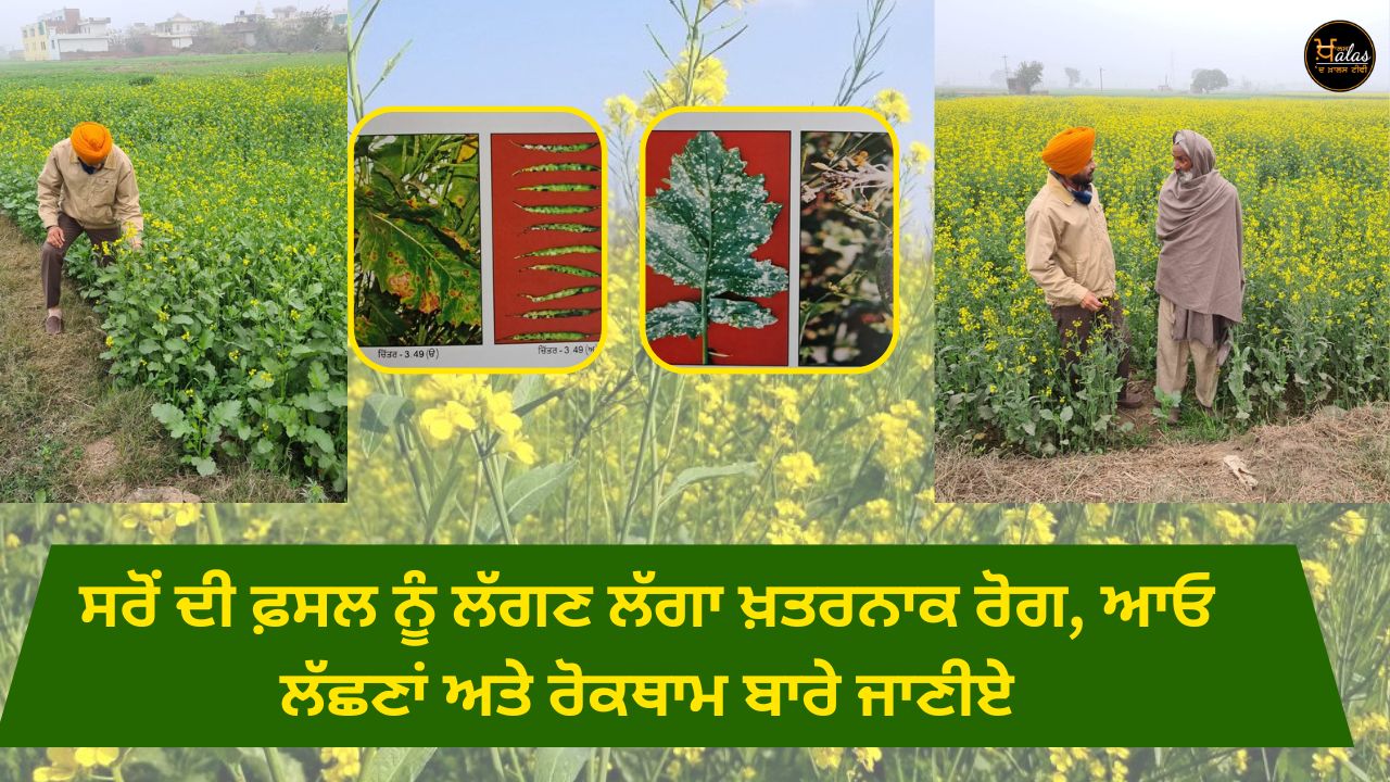 mustard crop diseases, Agriculture news, Punjab news
