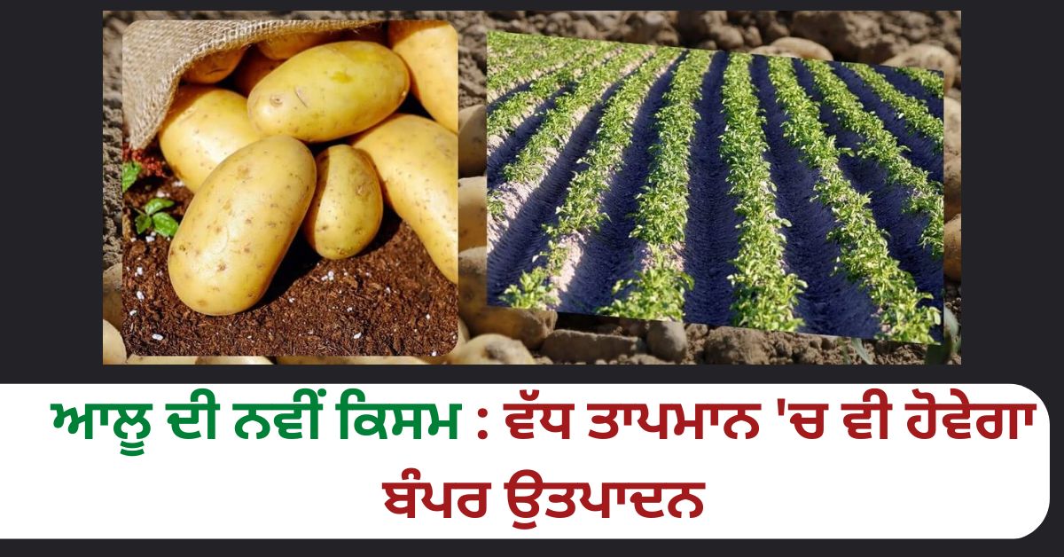 New variety of potato, Kufri Kiran potato,, agricultural news, CPRI