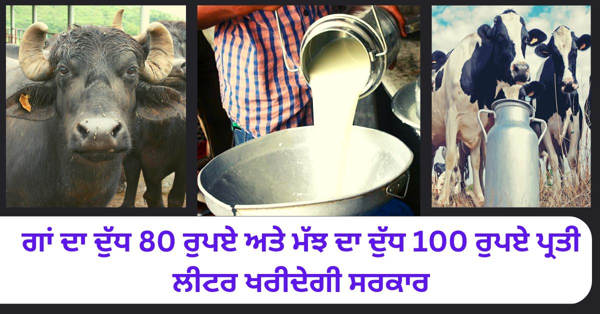 Dairy farming, Cow milk, himachal government, buffalo milk