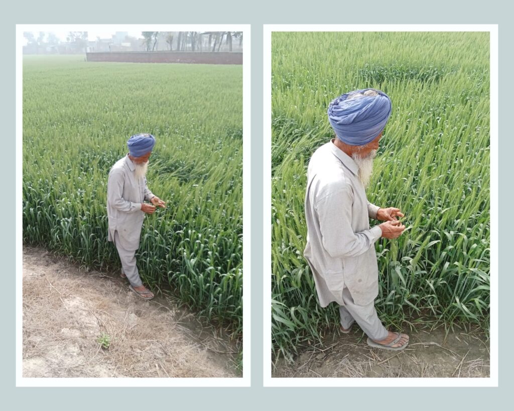 increased heat , wheat yield , Punjab news, agricultural news