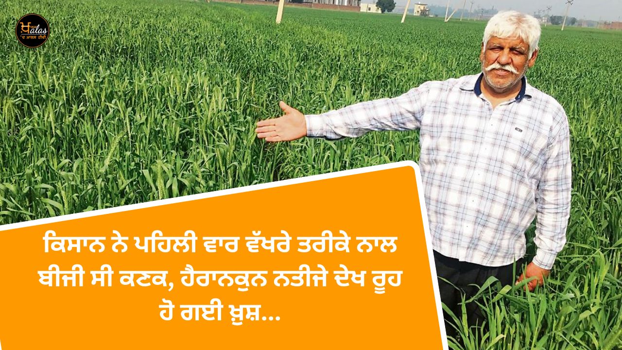 agricultural news, Punjab news, wheat crop, mohali news