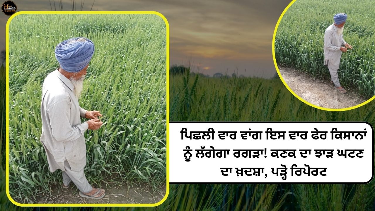 increased heat , wheat yield , Punjab news, agricultural news