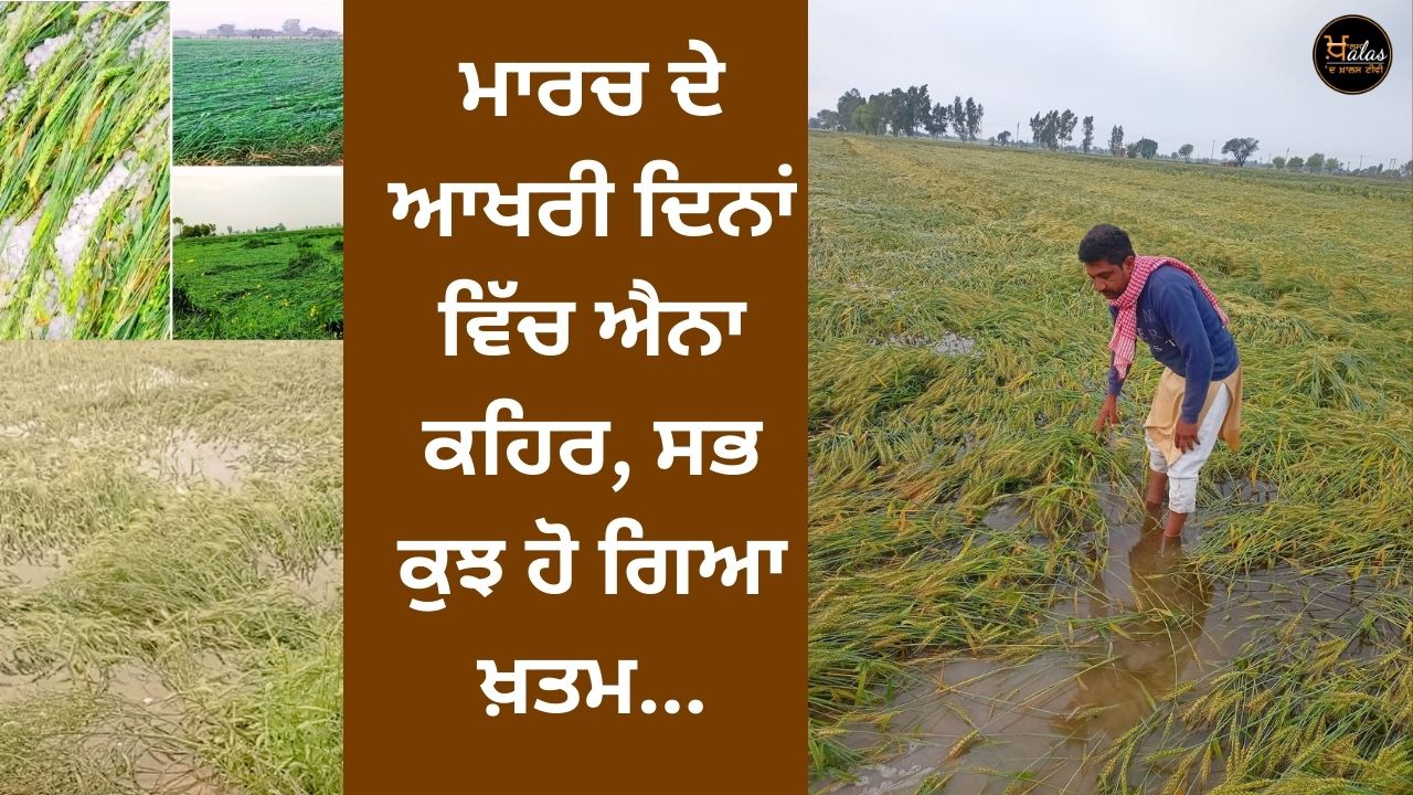 crop damage, mann government , agricultural news, wheat crop