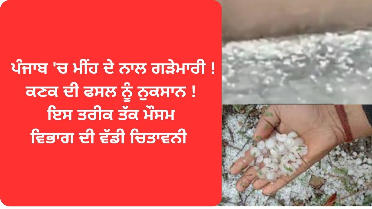 Punjab hail storm bad impact on wheat