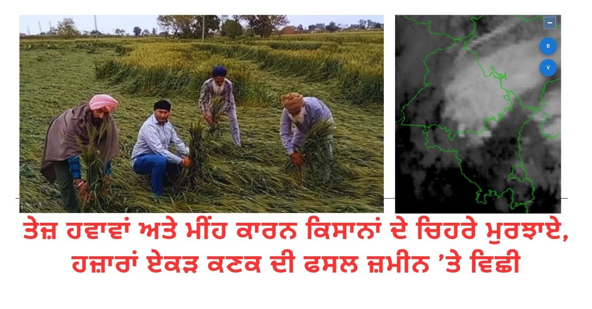 Unseasonal rain, destroyed wheat crop