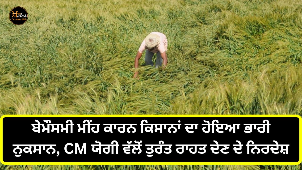 crop damage, UP government , agricultural news, wheat crop