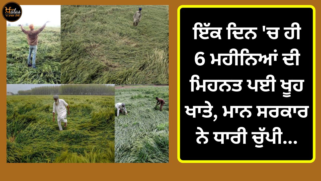 crop damage, mann government , agricultural news, wheat crop