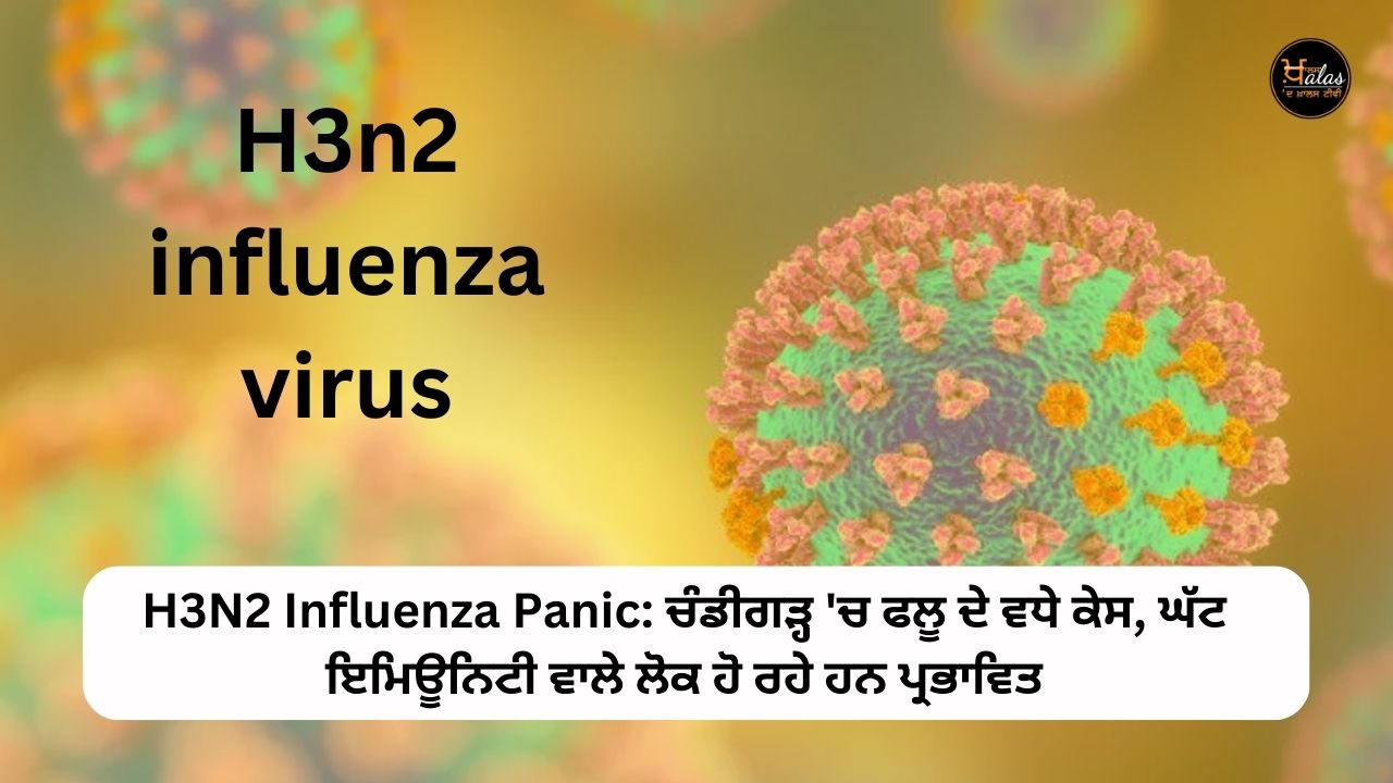 H3N2 Influenza Panic: Increased cases of flu in Chandigarh people with low immunity are getting affected