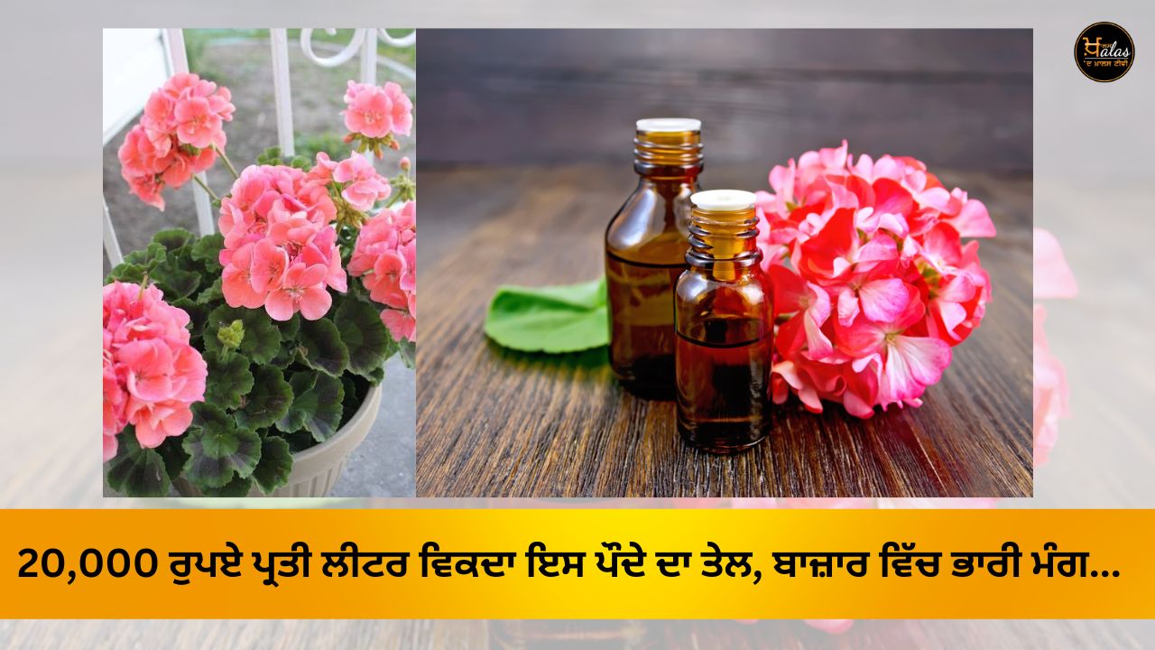 Geranium oil, agricultural news, progressive farmer