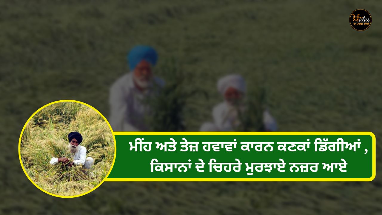 Wheat fell due to rain and strong winds the faces of the farmers were seen withered