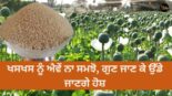 Benefits of Poppy Seeds , Khus Khus, Benefits, health news, ਖਸਖਸ ਦੇ ਬੀਜ, ਖਸਖਸ, ਲਾਭ, ਸਿਹਤ ਸੰਬੰਧੀ ਖਬਰਾਂ