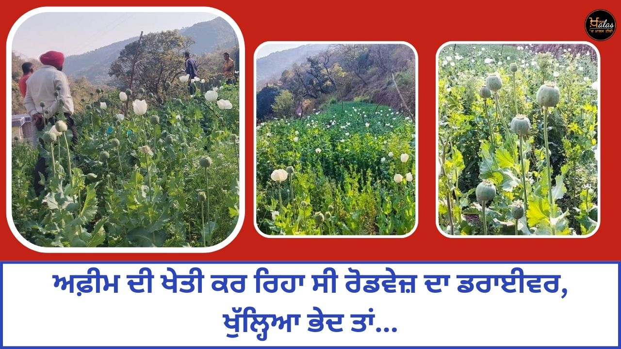 Opium cultivation, opium ki kheti kaise karen ,Opium Farming