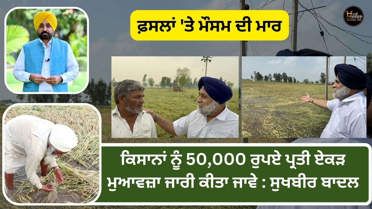 CM Bhagwant Mann, Sukhbir Badal, Punjab news, agricultural