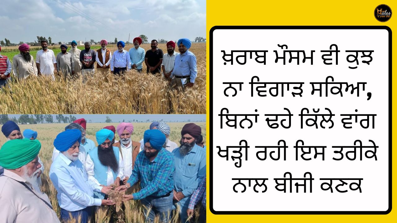 Mulching Technology, Surface Seeding, Unseasonal Rain., ਕਣਕ ਦੀ ਫਸਲ, ਖਰਾਬ ਮੌਸਮ, ਪੰਜਾਬੀ ਖ਼ਬਰਾਂ, ਖੇਤੀਬਾੜੀ, ਫਸਲੀ ਮੁਆਵਜ਼ਾ, ਪੀਏਯੂ ਲੁਧਿਆਣਾ, ਖੇਤੀਬਾਰੀ ਯੂਨੀਵਰਸਿਟੀ