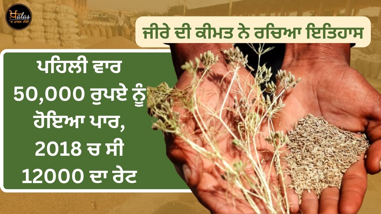 cumin rate, Rajasthan, agricultural news, Cumin price hike, agricultural news, Cumin rate hike, ਜੀਰਾ ਦੇ ਰੇਟ ਵਧੇ, ਜੀਰਾ ਦਾ ਮੁੱਲ, ਜੀਰੇ ਦੀ ਫ਼ਸਲ, ਖੇਤੀਬਾੜੀ ਖ਼ਬਰਾਂ, ਰਾਜਸਥਾਨ, ਗੁਜਰਾਤ, ਜੀਰਾ ਫ਼ਸਲ