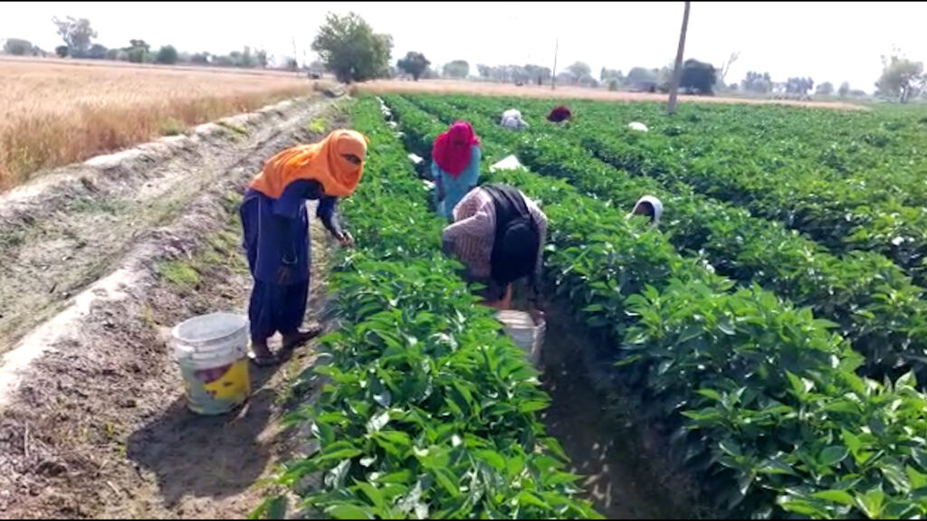  low rate of capsicum , Mansa, Agricultural news, Punjab