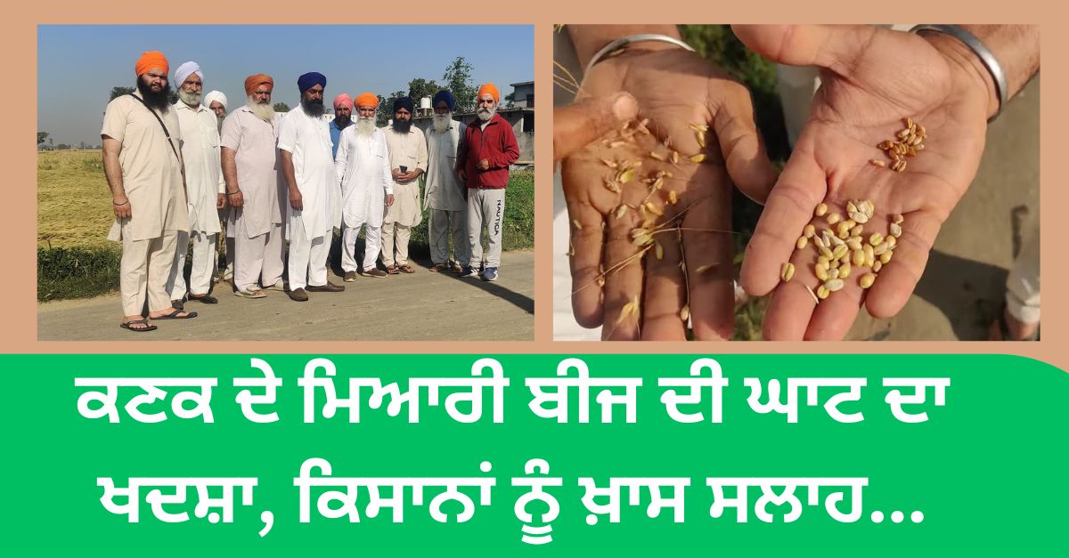 farmers, Advice, quality wheat seeds, agricultural news, Central teams, crop damage, wheat crop damage, Punjab news, ਪੰਜਾਬ ਖ਼ਬਰਾਂ, ਖੇਤੀਬਾੜੀ, ਕਣਕ ਦਾ ਨੁਕਸਾਨ, ਕੇਂਦਰ ਸਰਕਾਰ, ਪੰਜਾਬ ਸਰਕਾਰ, ਕਿਸਾਨ, ਕਣਕ ਦੀ ਫਸਲ ਖਰਾਬ