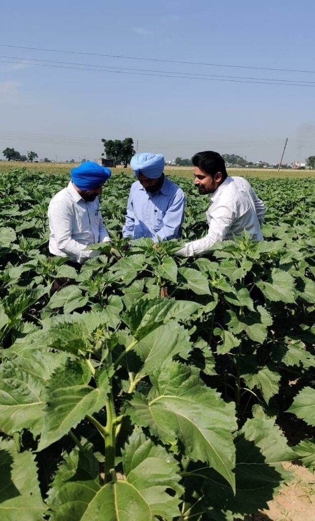 sunflower crop , sunflower crop yield , agricultural news