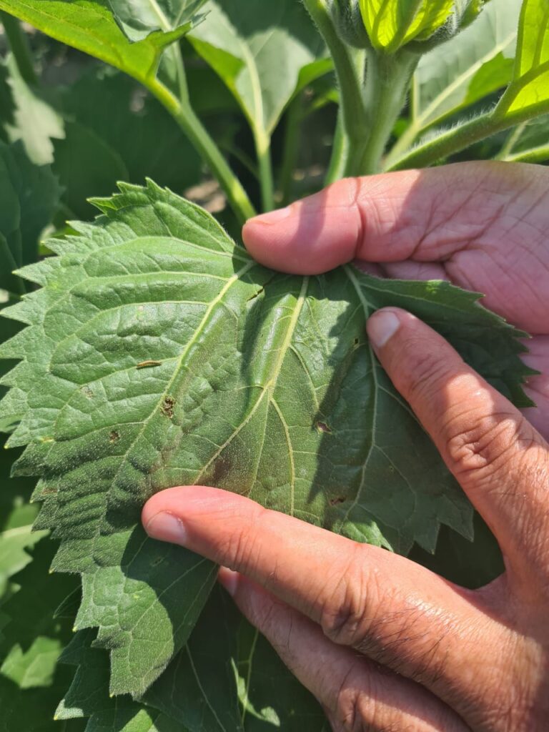 sunflower crop , sunflower crop yield , agricultural news