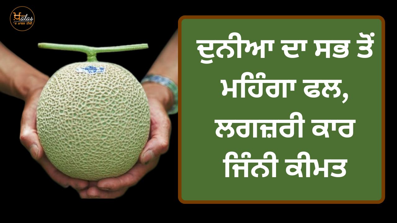 world's most expensive fruits, Yubari Melon, Yubari Melon price, most expensive fruits, fruits , summer fruits,, ਦੁਨੀਆ ਦੇ ਸਭ ਤੋਂ ਮਹਿੰਗੇ ਫਲ, ਯੂਬਰੀ ਫਲ, ਯੂਬਰੀ ਫਲ ਦੀ ਕੀਮਤ, ਸਭ ਤੋਂ ਮਹਿੰਗੇ ਫਲ, ਫਲ, ਗਰਮੀਆਂ ਦੇ ਫਲ