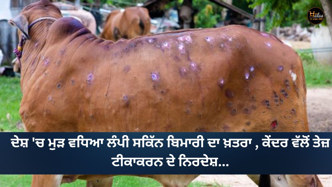 The risk of lumpy skin disease has increased again in the country, instructions for rapid vaccination from the center...