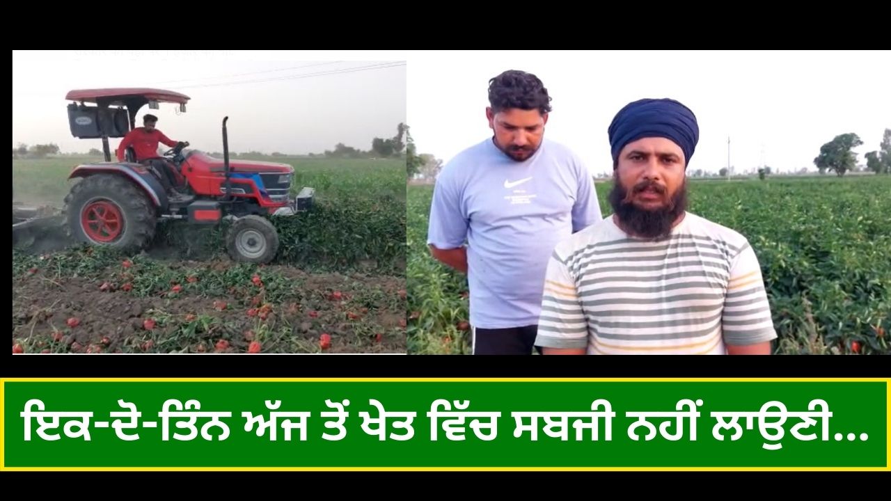low rate of capsicum , Mansa, Agricultural news, Punjab