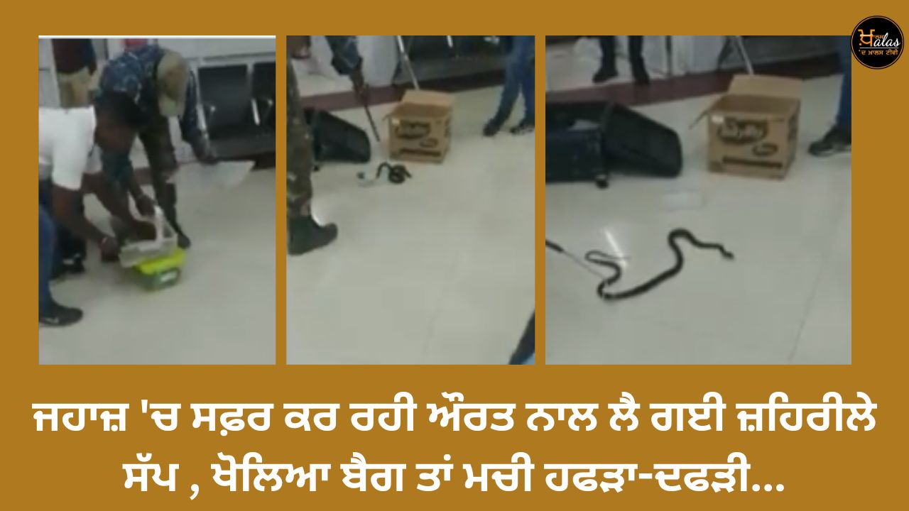A woman traveling in a plane took a poisonous snake with her, when the bag was opened, there was chaos...