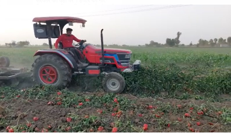 low rate of capsicum , Mansa, Agricultural news, Punjab