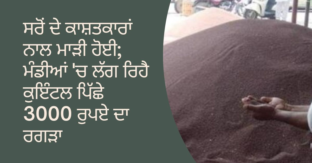 Mustard crop , Agricultural news, Mustard crop low rate, Punjab