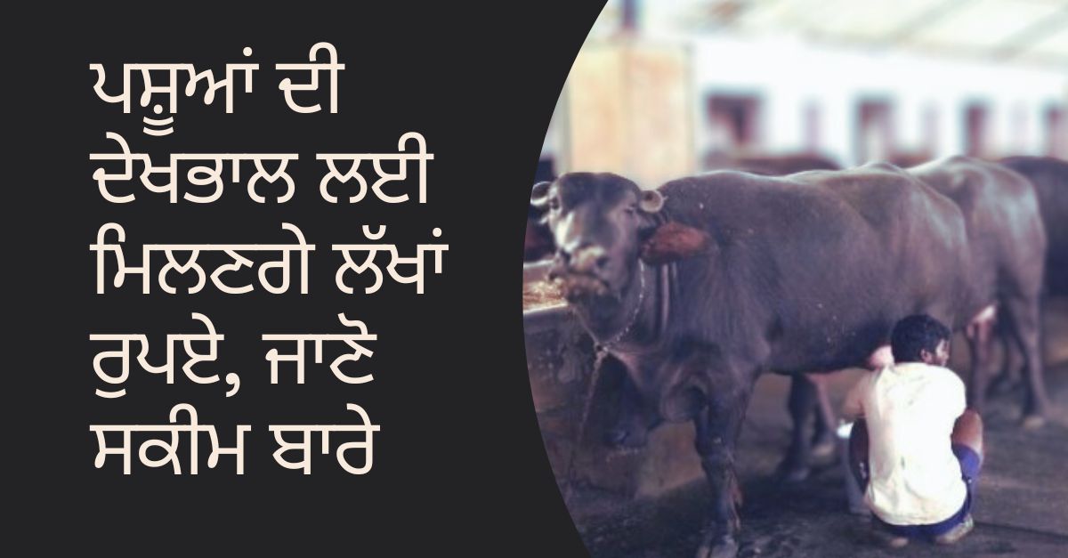 MGNREGA Cattle Shed Scheme 2023, dairy farming, subsidy