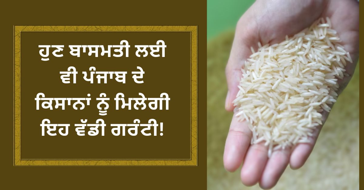 Punjab govt, Price guarantee, Punjab basmati growers
