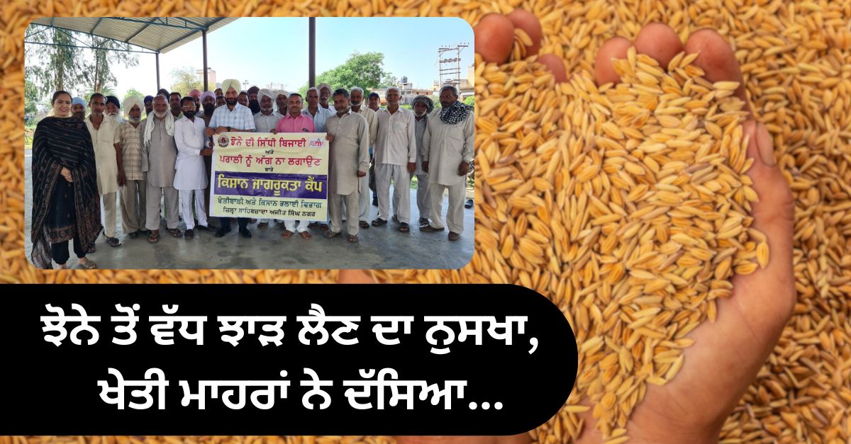 Seed modification, paddy seeds, agricultural news