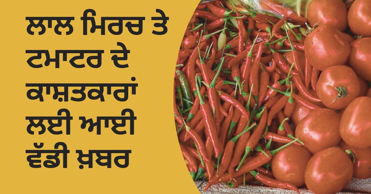 Punjab Agro , Agricultural news, tomatoes, red chillies