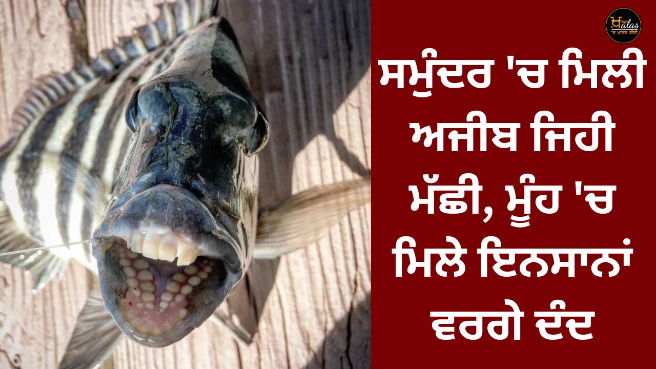 A strange fish found in the sea, human-like teeth found in the mouth